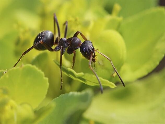 mravce proti prostatitíde