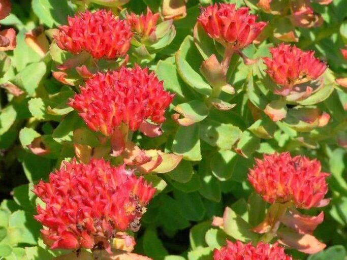 Rhodiola rosea na liečbu prostatitídy